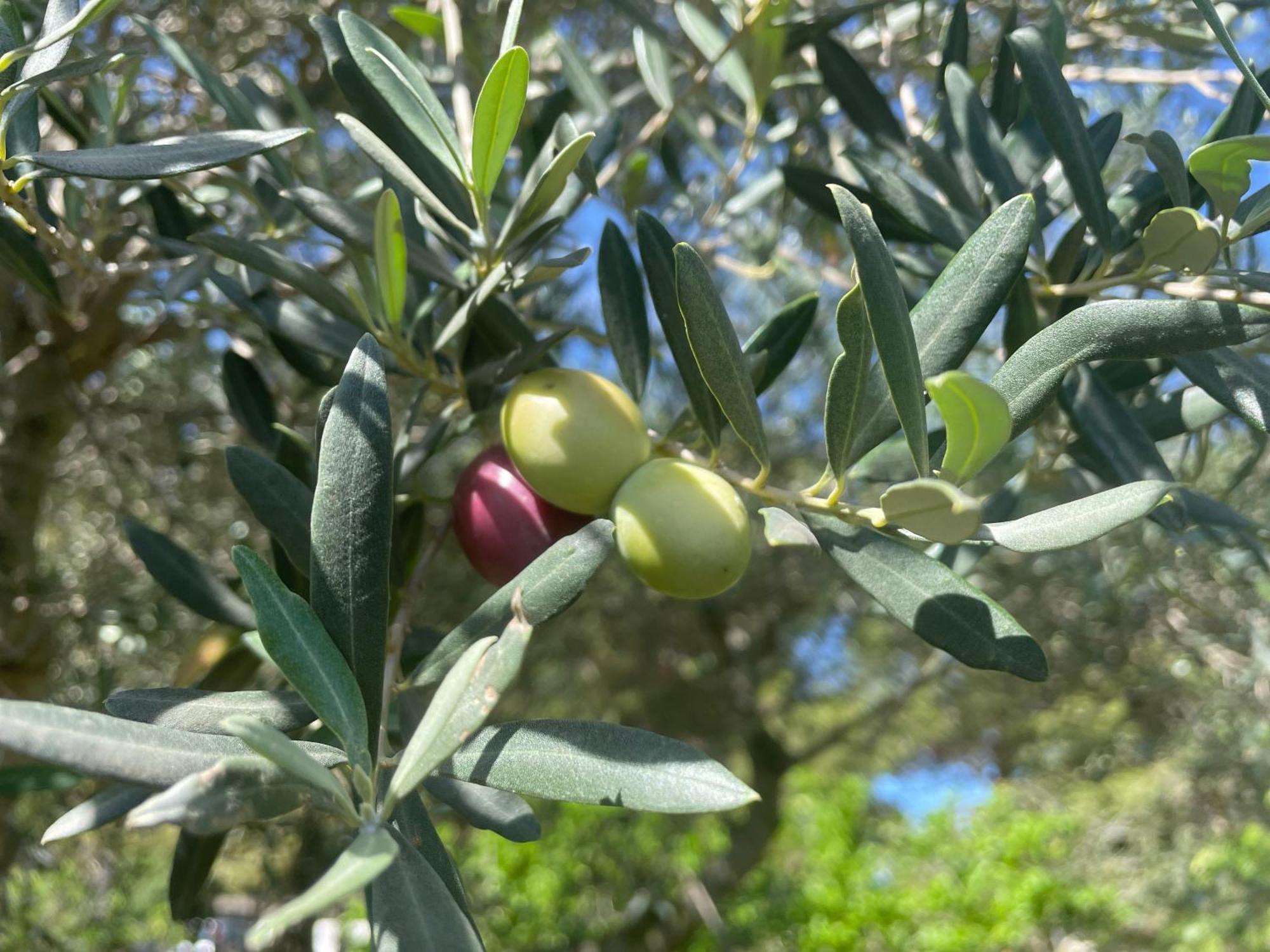 Giardinello Stagnone Sunset